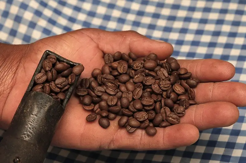 Grãos de café na fase inicial da torra